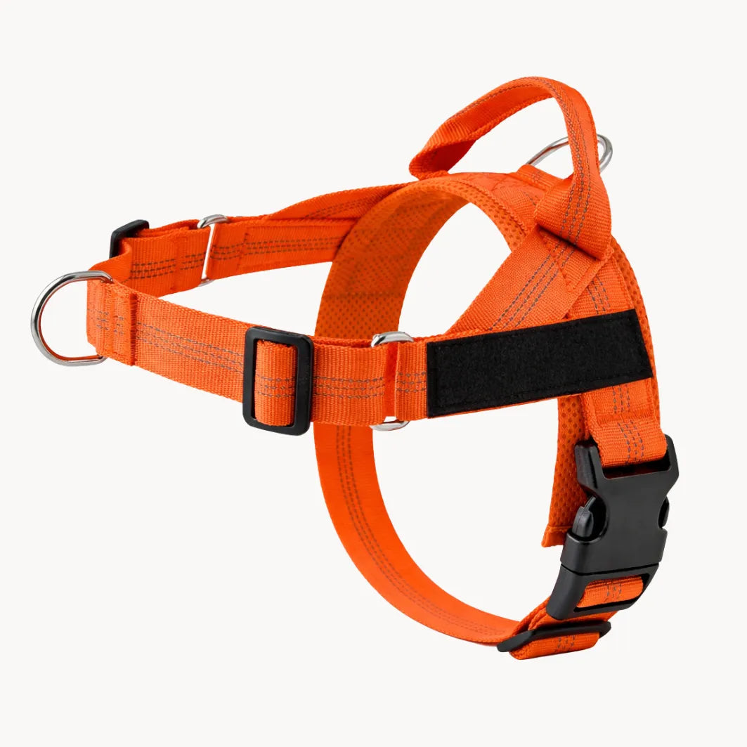 Harnais anti-traction pour chien