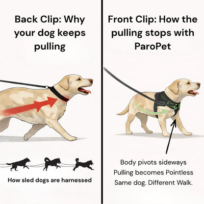Harnais anti-traction pour chien