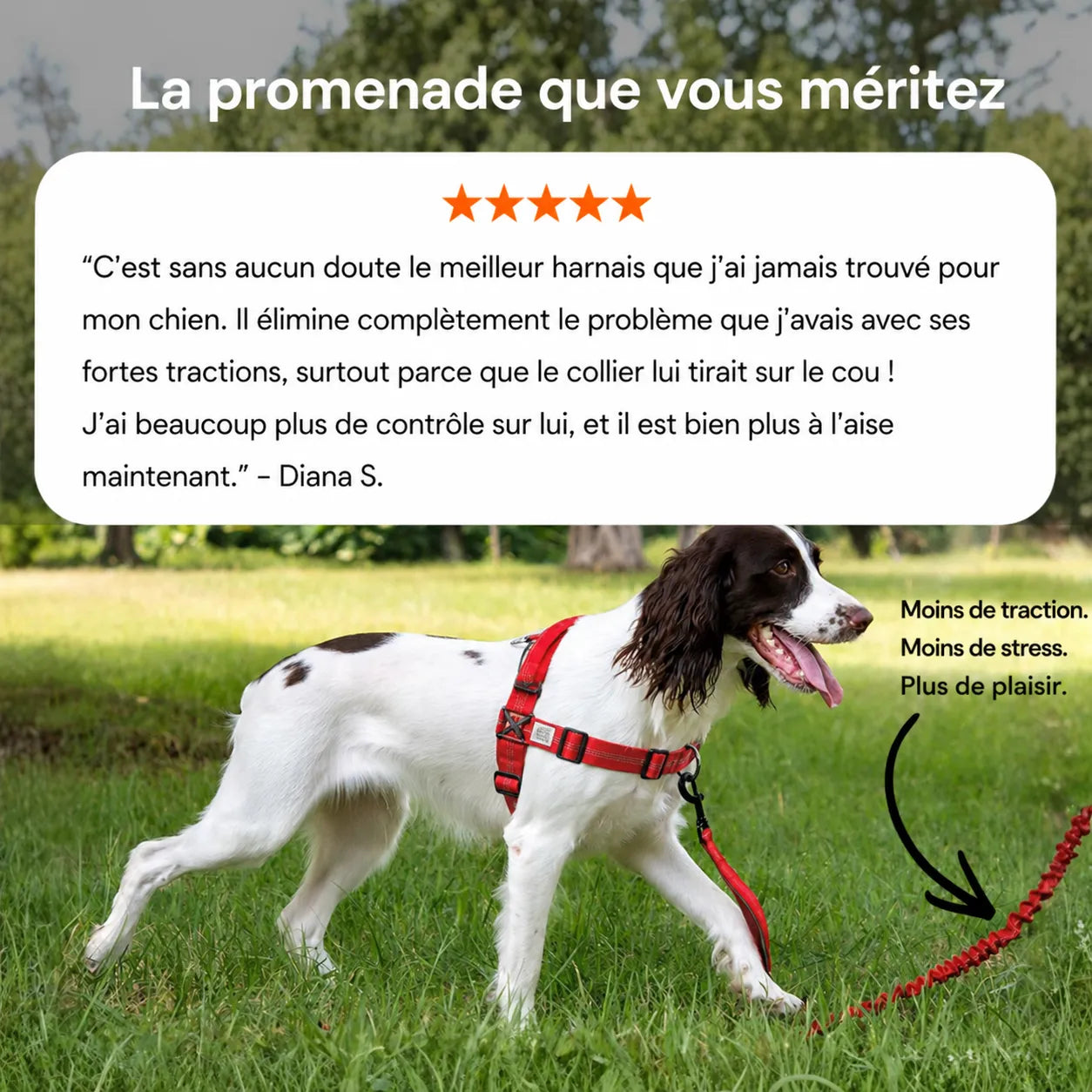 Harnais anti-traction pour chien