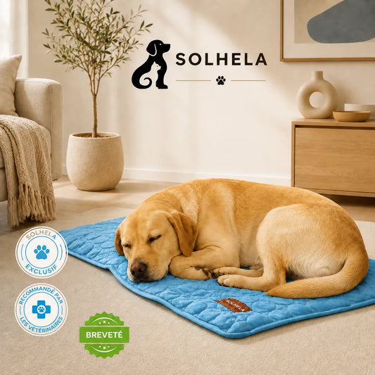 Tapis rafraîchissant pour chien et chat (1 acheté + 1 offert)